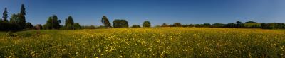 Buttercup Meadow Panorama at Wittenham Clumps
