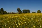Buttercup Meadow Panorama at Wittenham Clumps