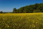 Buttercup Meadow Panorama at Wittenham Clumps