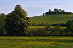 Wittenham Clumps In Spring