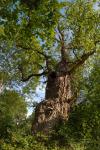 Gnarled old Oak tree at Burnham Beeches ancient woodland