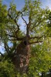 Old Man Burnham, gnarled old Oak tree at Burnham Beeches ancient