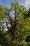 Old Man Burnham, gnarled old Oak tree at Burnham Beeches ancient