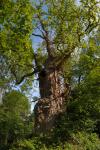 Old Man Burnham, gnarled old Oak tree at Burnham Beeches ancient