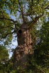 Old Man Burnham, gnarled old Oak tree at Burnham Beeches ancient