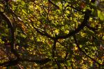 Beech Leaves Dappled In Autumn Sunshine