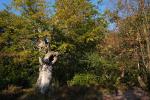 Pollarded Beech Tree at Burnham Beeches