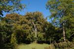 Majestic Beech Tree in Autumn