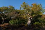 Burnham Beeches Moat Autumn Panorama