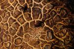 Common Earth Ball Macro With Wood Ants