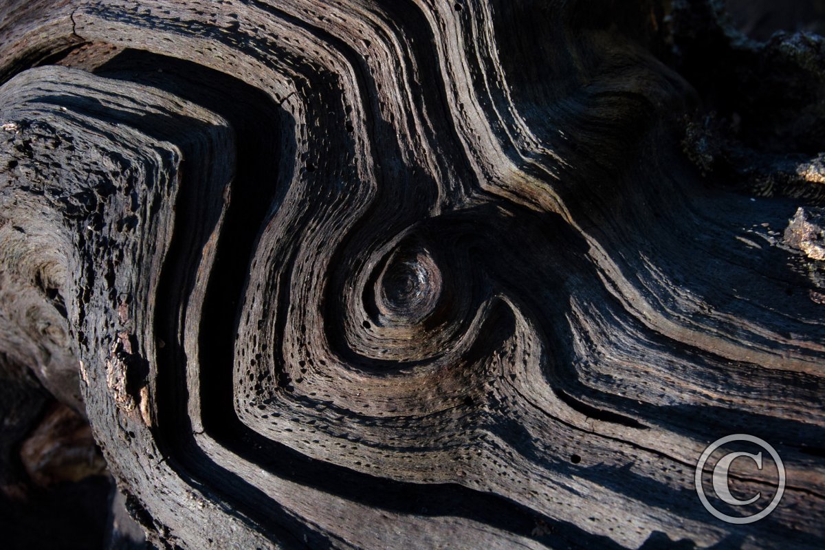 Weathered Wood Whorl and Grooves Burnham Beeches Trees And Woodland