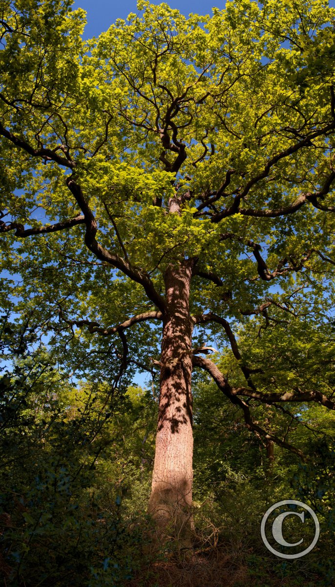 Tall Oak, Burnham Beeches ancient woodland Trees And Woodland