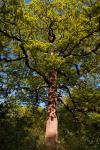 Tall Oak, Burnham Beeches ancient woodland