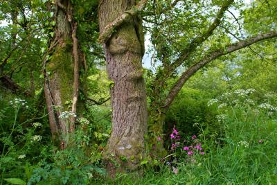 nature photo albums