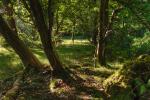 Emerald Evening, Burnham Beeches, Buckinghamshire