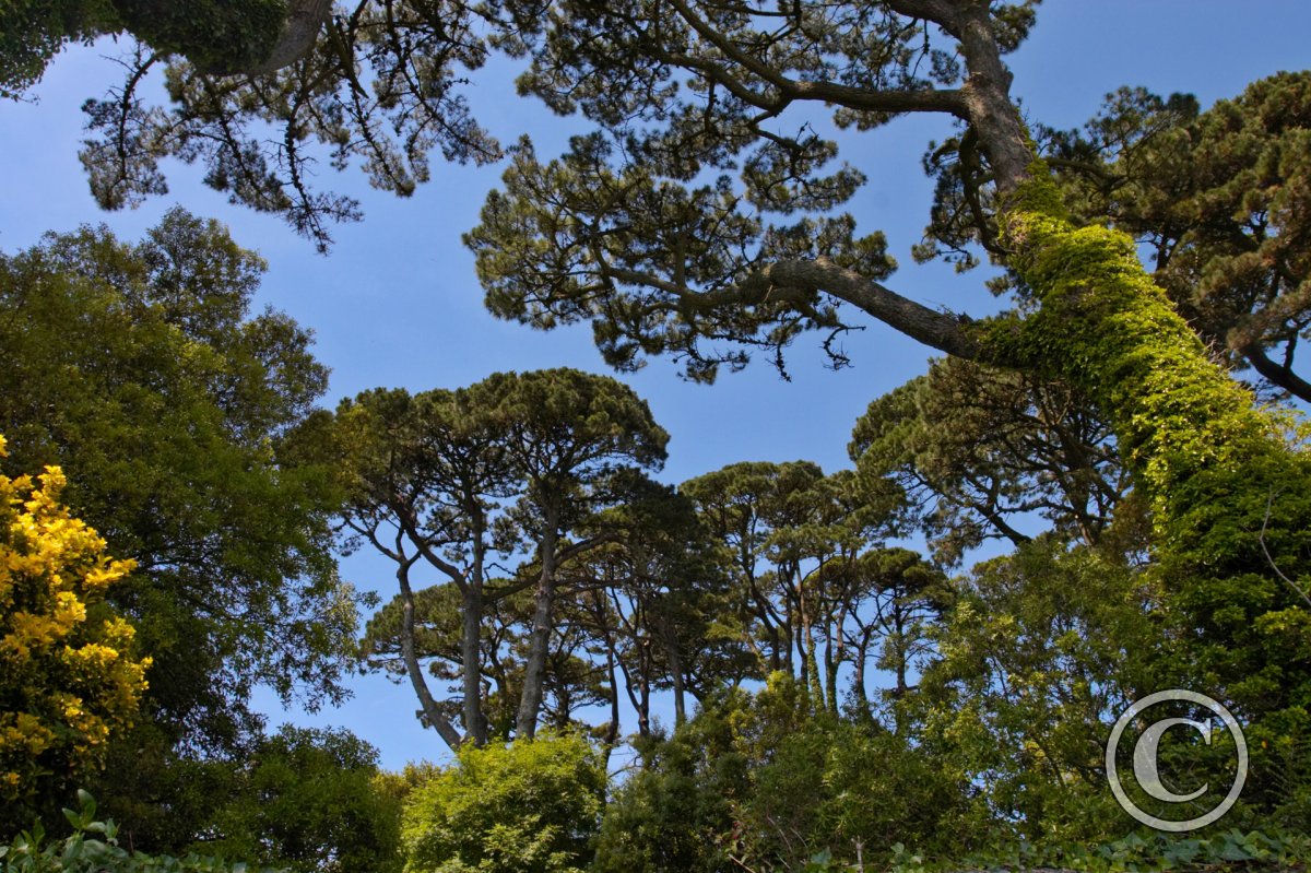 Towering Monterey Pines, Fowey, Cornwall Trees And Woodland