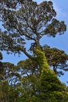 Monterey Pine, Fowey, Cornwall