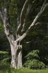 Haunted Ent