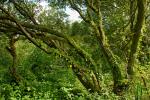 Madron Well Woodland