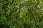Grove of Oaks in Milllook Woods, Cornwall