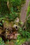 Old Millook Oak