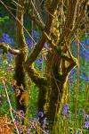 Mossy Saplings