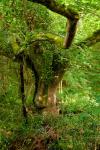 Old Man Herne