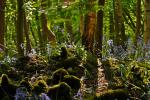 Secret World