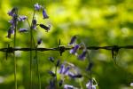 Unnatural Thorns