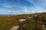 Rosewall Hill Heather And Gorse In Bloom