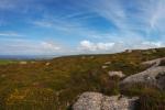 Rosewall Hill Heather, Gorse and Rocks Panorama