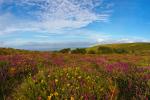 Rosewall Hill In Bloom