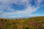 Rosewall Hill Heather and Gorse Panorama