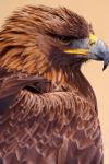 Golden Eagle Side Portrait