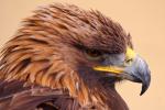 Golden Eagle Side Portrait