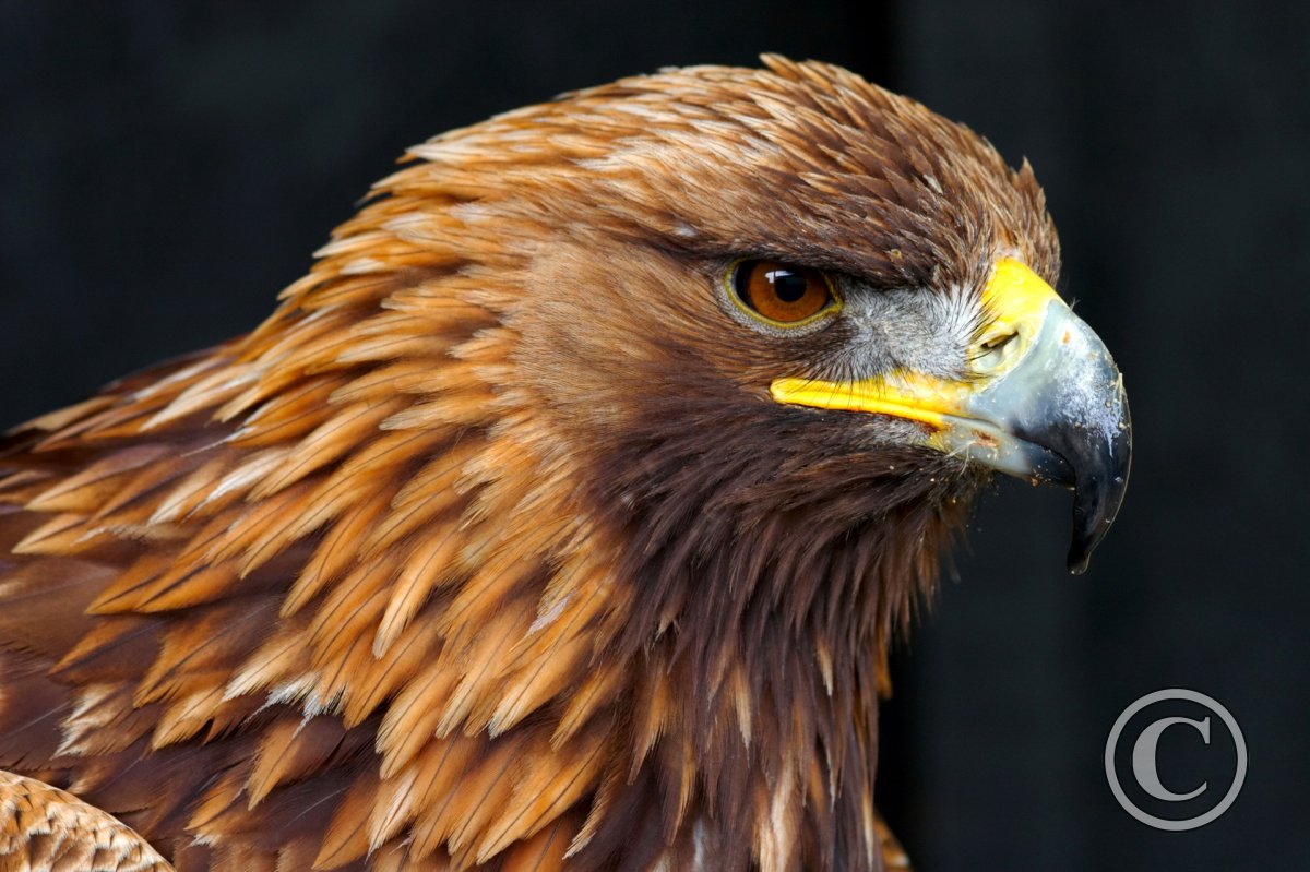 Golden Eagle Side Portrait Birds Wildlife Photography By Martin