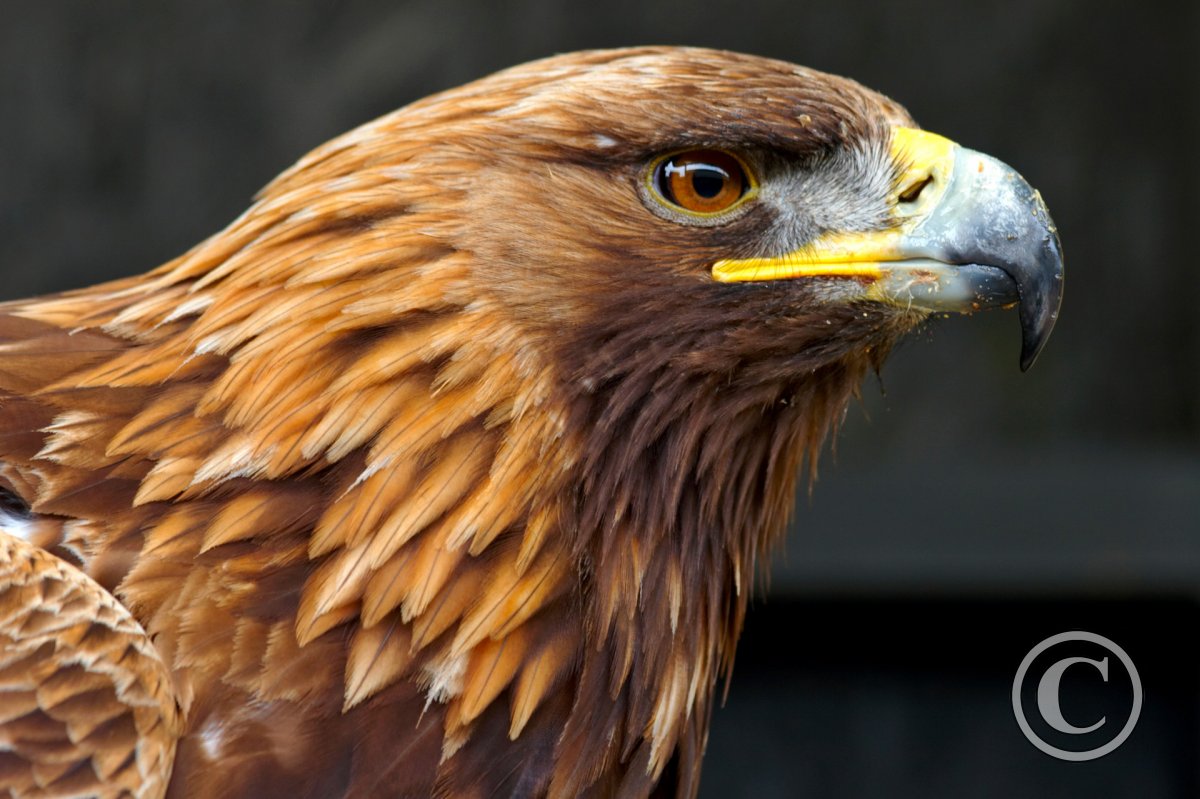 Golden Eagle Side Portrait | Birds | Wildlife | Photography By Martin