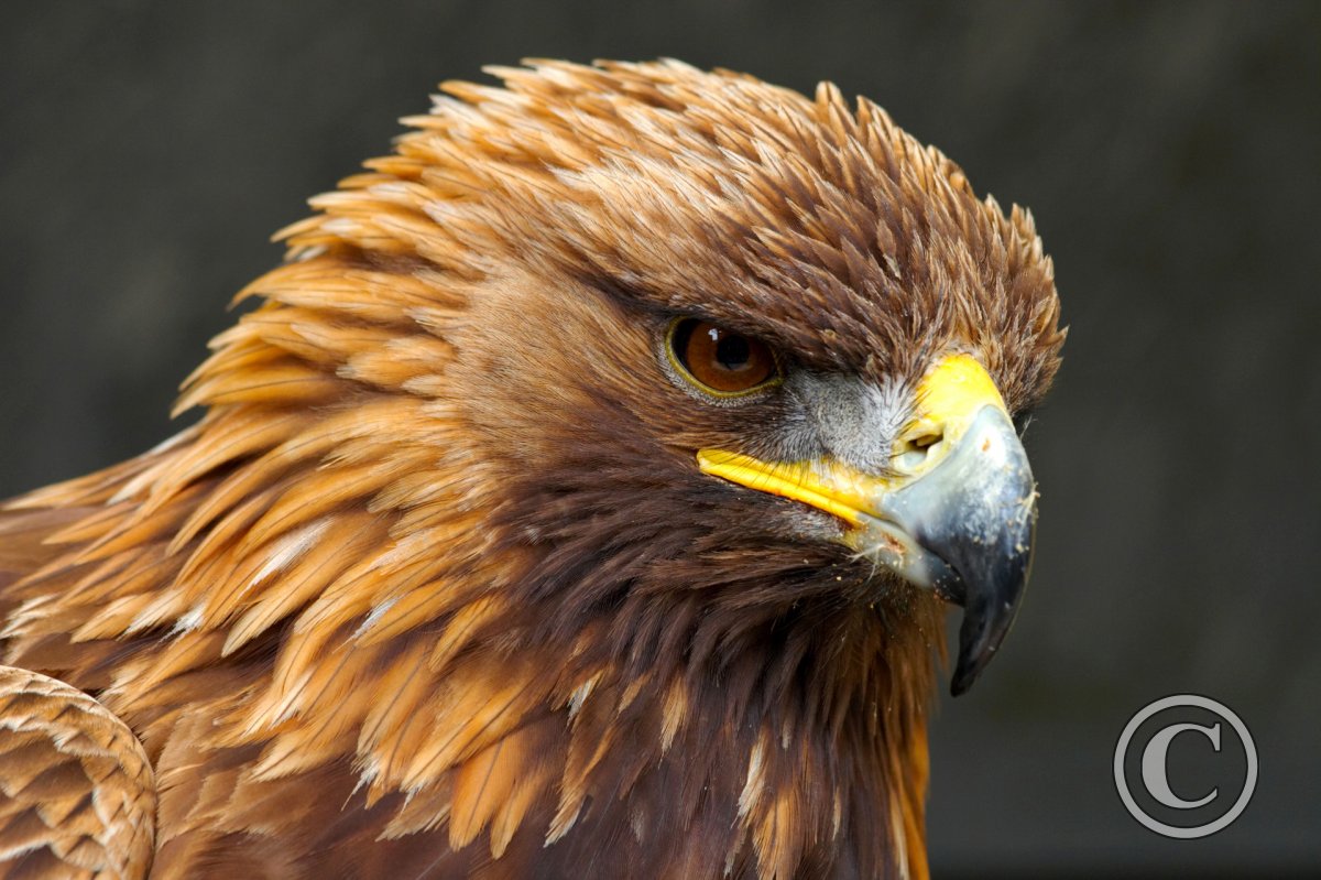 Male Golden Eagle | Birds | Wildlife | Photography By Martin Eager