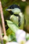 Great Tit Fledgling