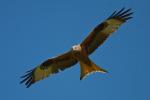 Red Kite Hunting