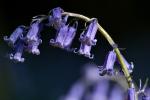 Bluebell Arch