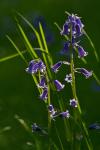 Neon Bluebells