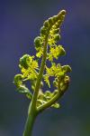 Fern Frond