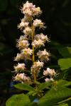 Horse Chestnut Blossom