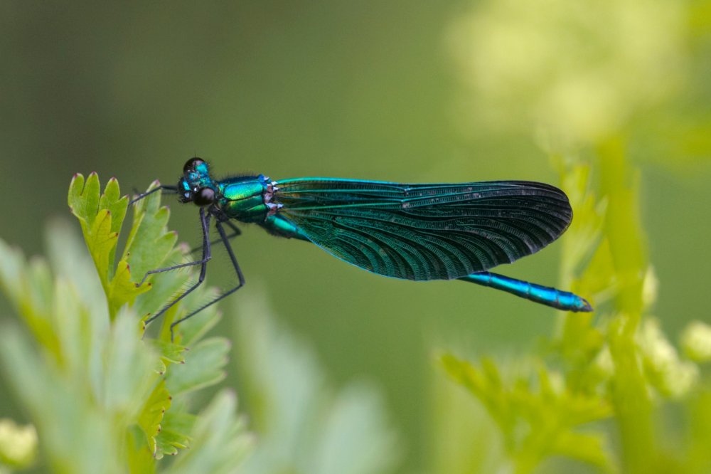 Beautiful Demoiselle Damselfly