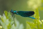 Beautiful Demoiselle Damselfly