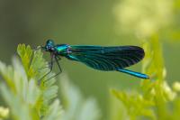 Insects