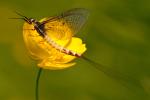 Female Mayfly